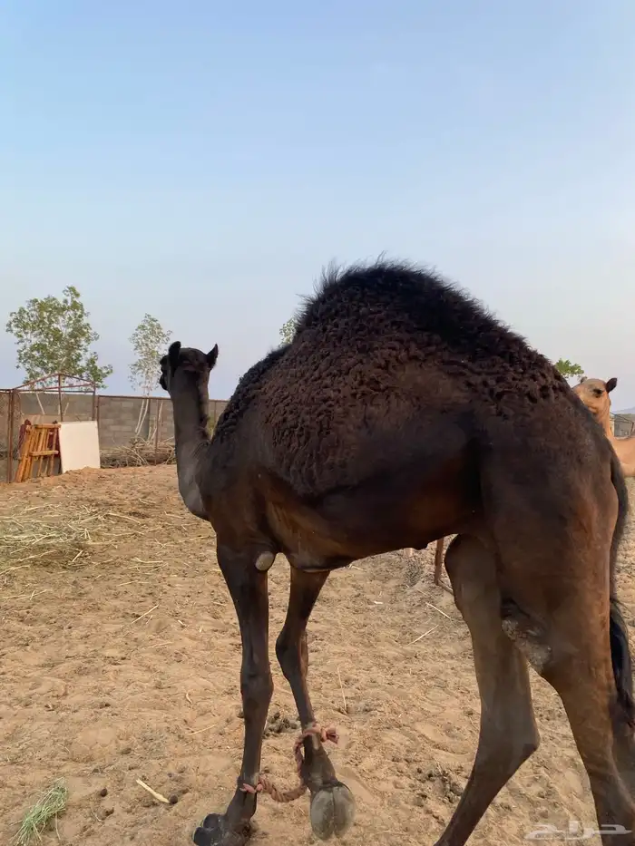 قعود مفرود يصلح فحل 2