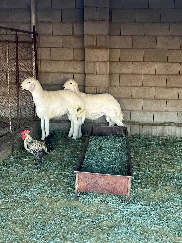 طليان جبره وكفووو 0