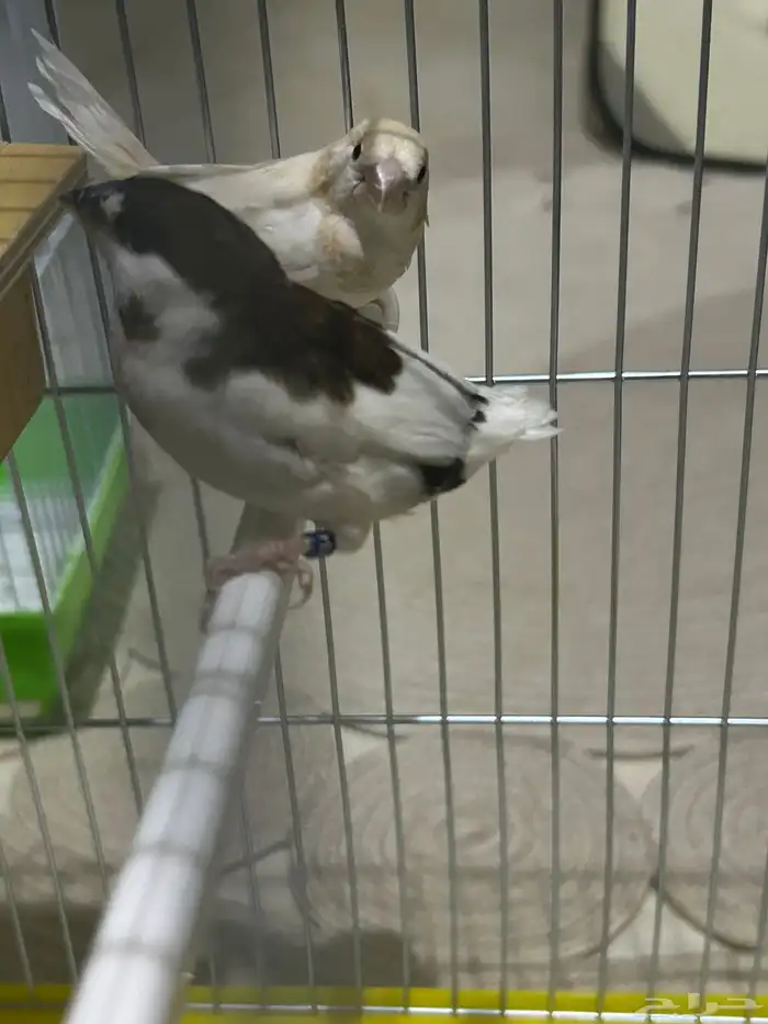 جوز بنقليزي فنيش 2