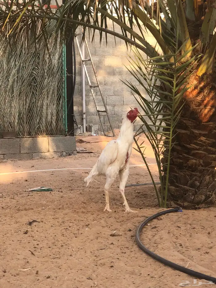ديك بكستاني 2