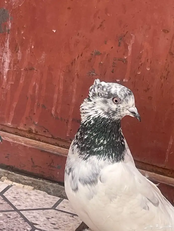 حمام للبيع 1