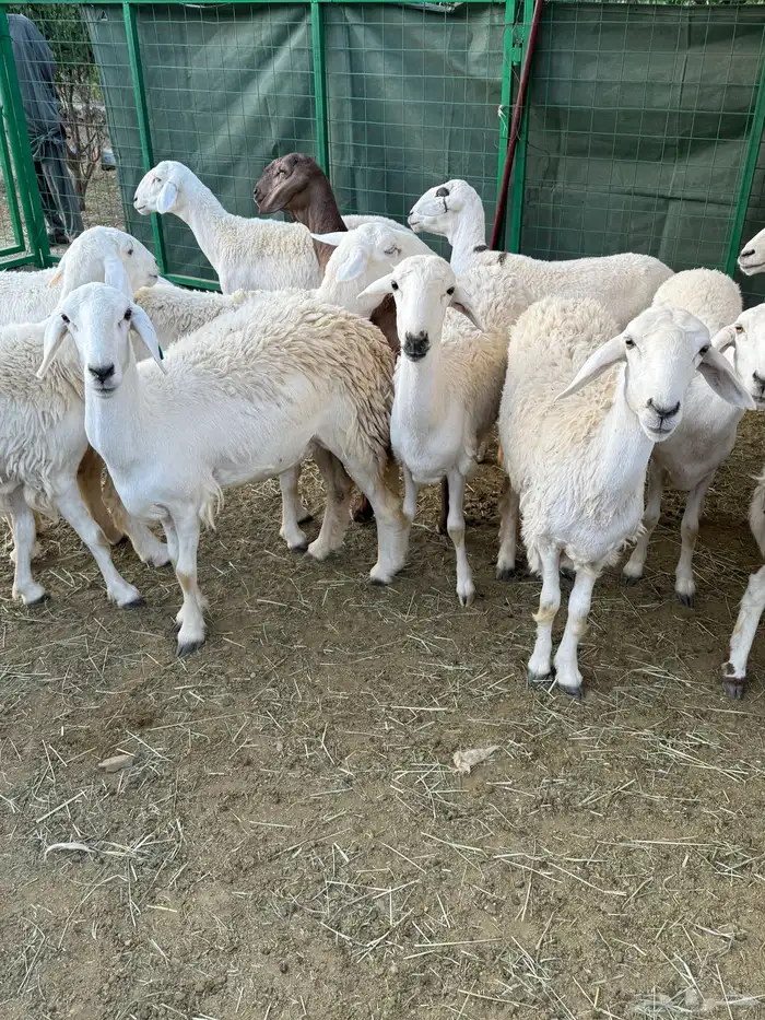 غنم مراح منوة القناي ( صغار سن ) 19