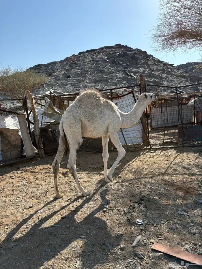 قعود عفرا على الحليب 0