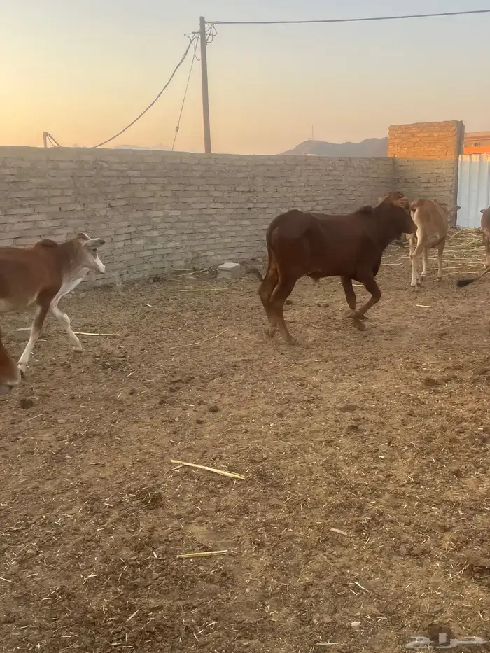 حسلان بلدي. طيبه 1