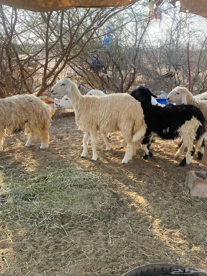 طليان ورخال 3