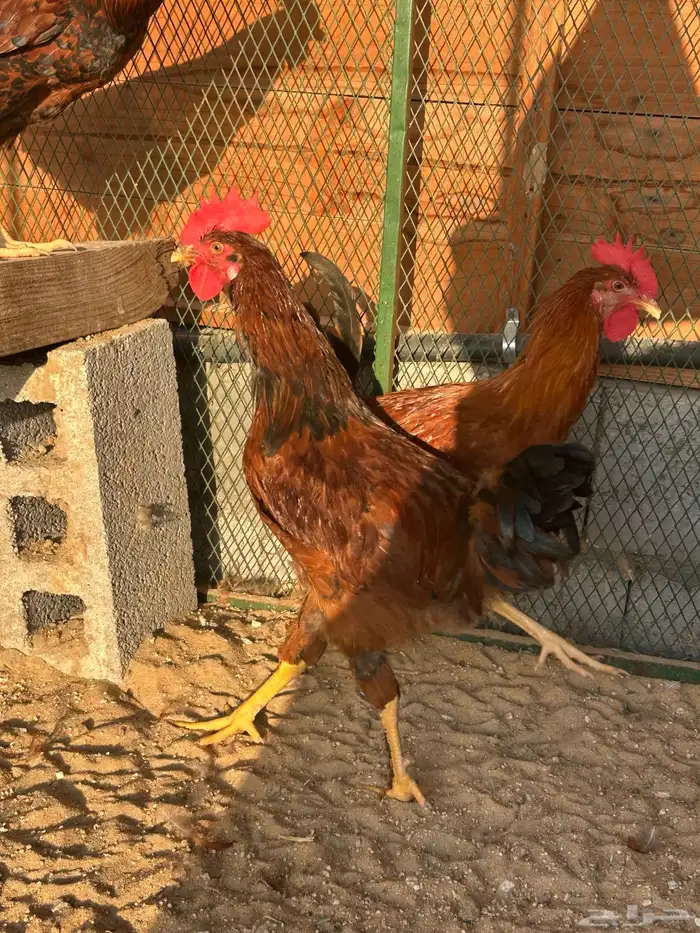 ديوك فونسي 0