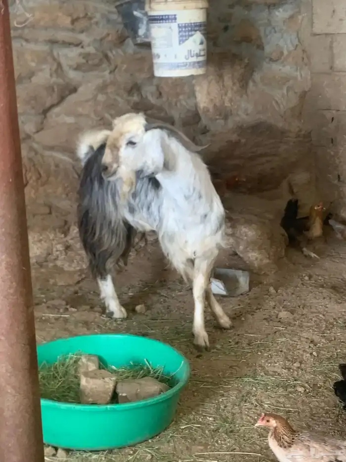 تيس عارضي فحل صنف 2