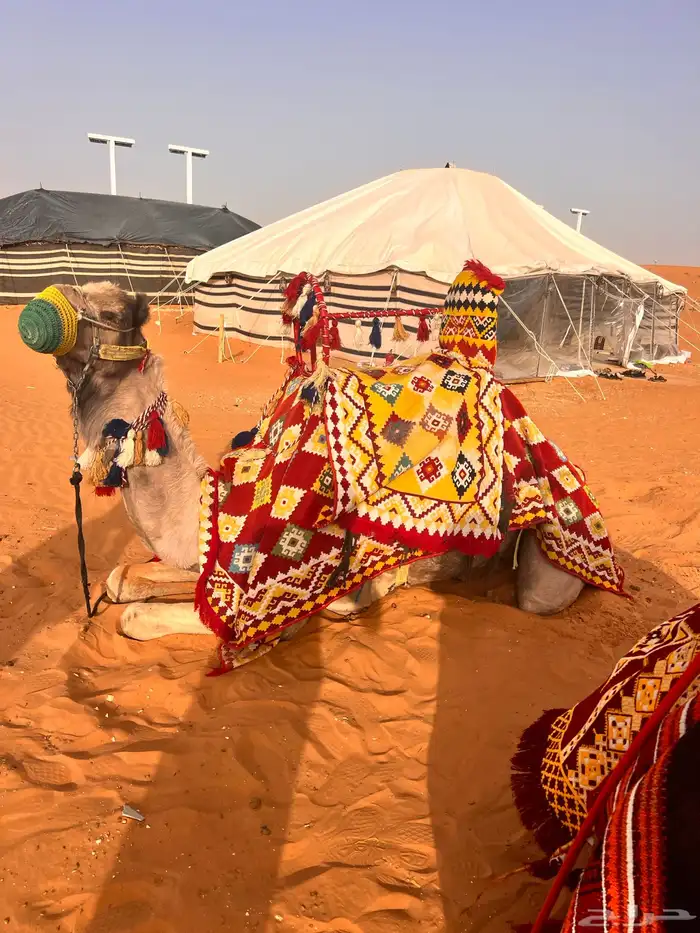 يوجد لدينا أجار خيل و جمال و سيسي 12