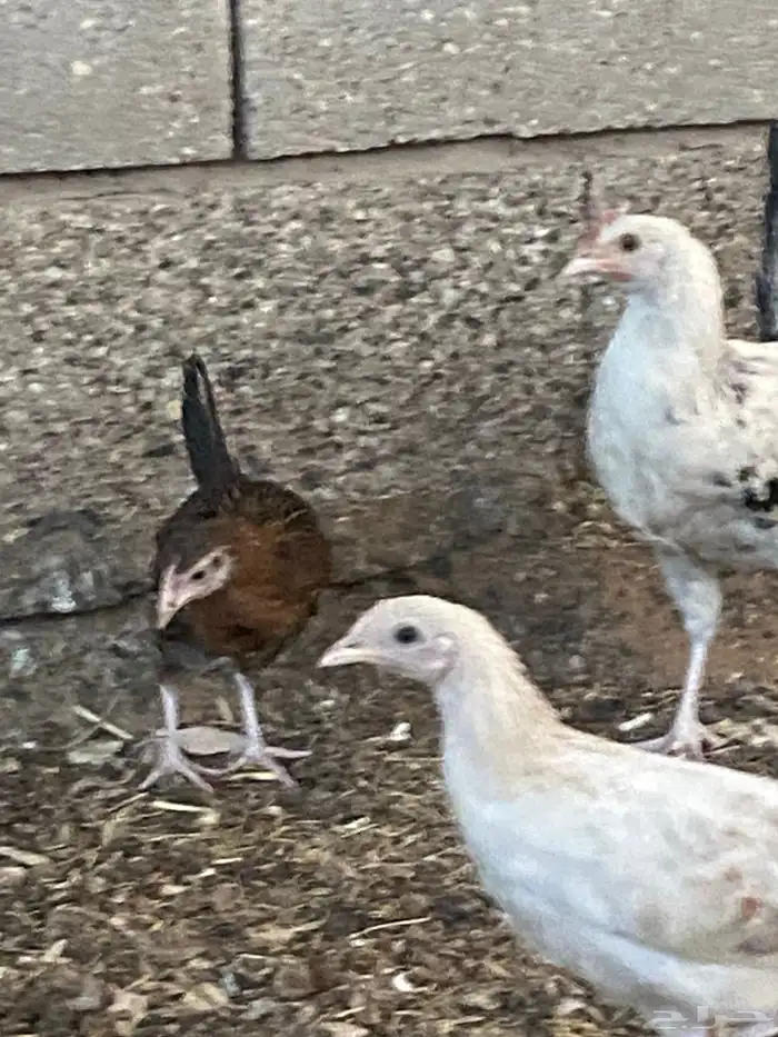 دجاج فيومي 2