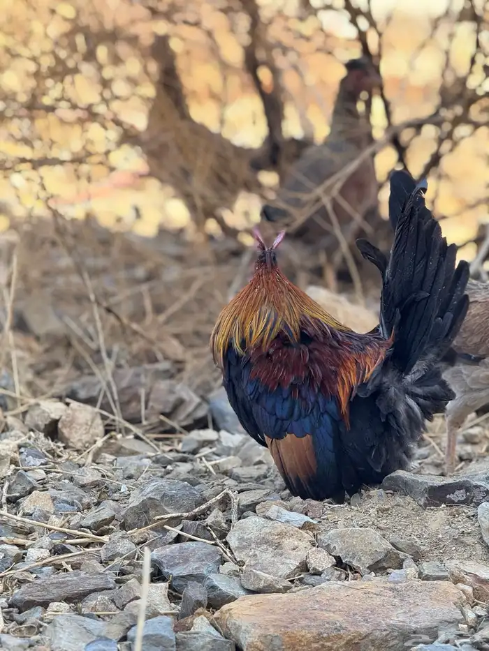 ديك ودجاجة أفرق مقبع قرم 3