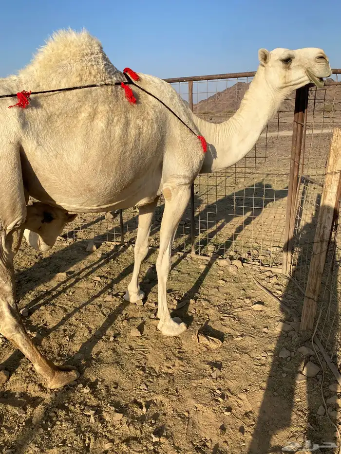 خلفه وضحاء مزيونه ومجموع باللبن ب 11700 يبلاش 4