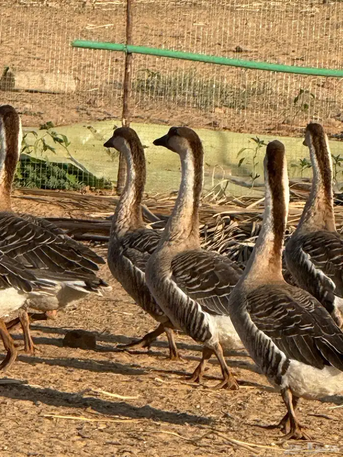 وز عراقي (توصيل مجاني داخل البكيريه) 28