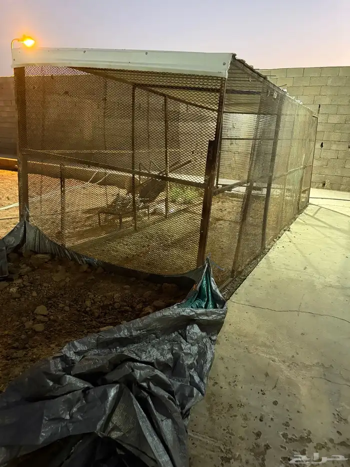 للبيع شبك طيور 2