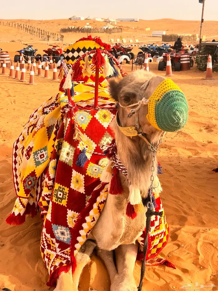 يوجد لدينا أجار خيل و جمال و سيسي 11