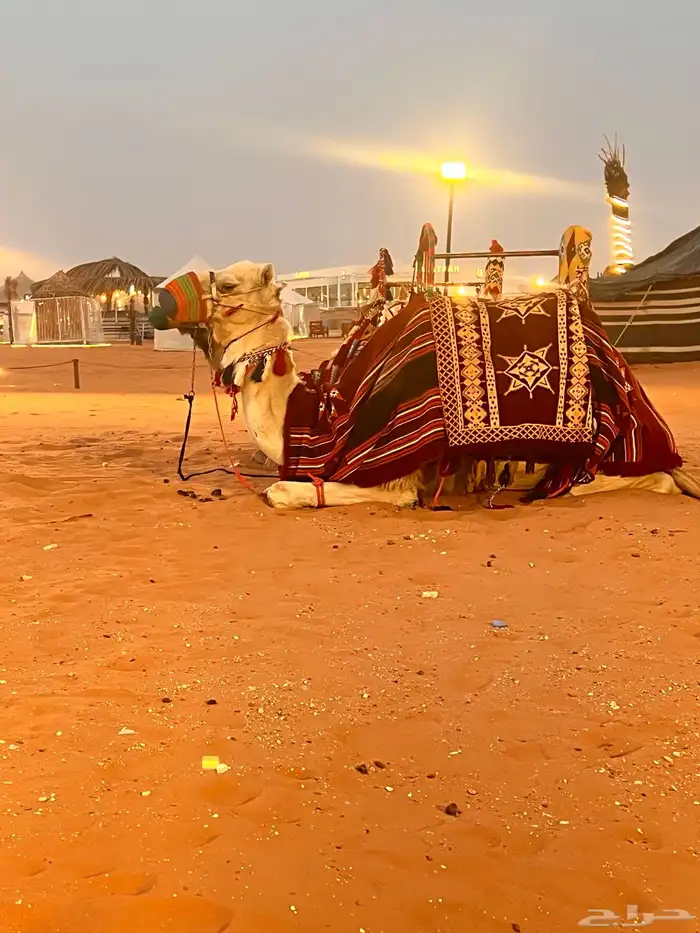 يوجد لدينا أجار خيل و جمال و سيسي 9