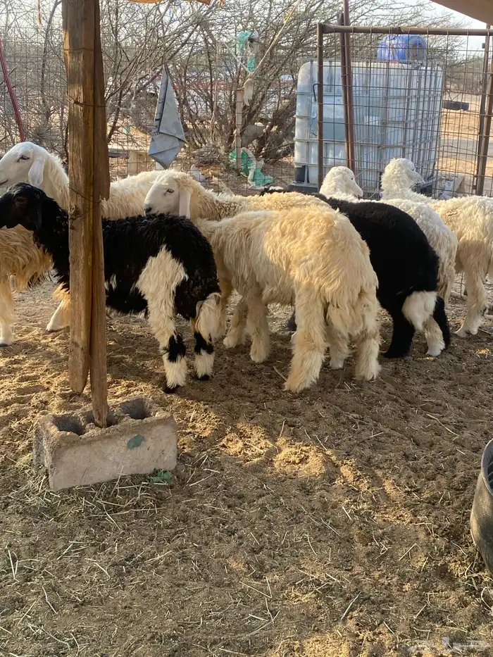 طليان ورخال 1