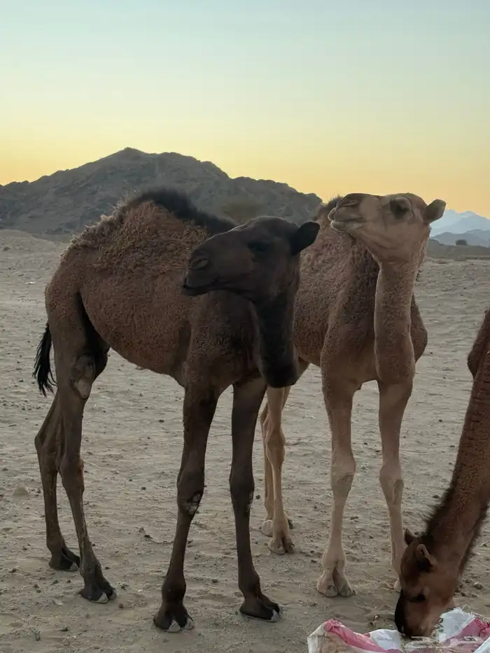 المدينه. المنوره. غرب قرية اليتمه 1
