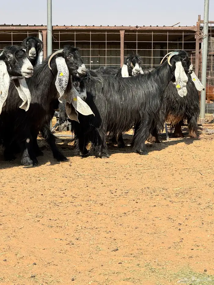 ماعز عوارض صنف الصنف تبارك الرحمن 15