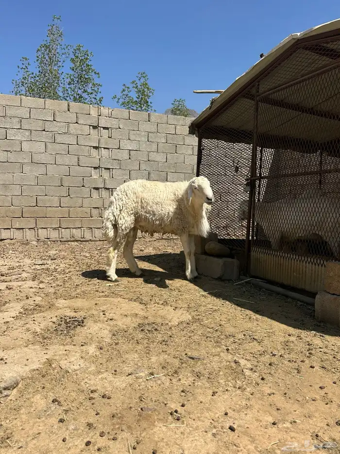 خروف فحل جذع 1