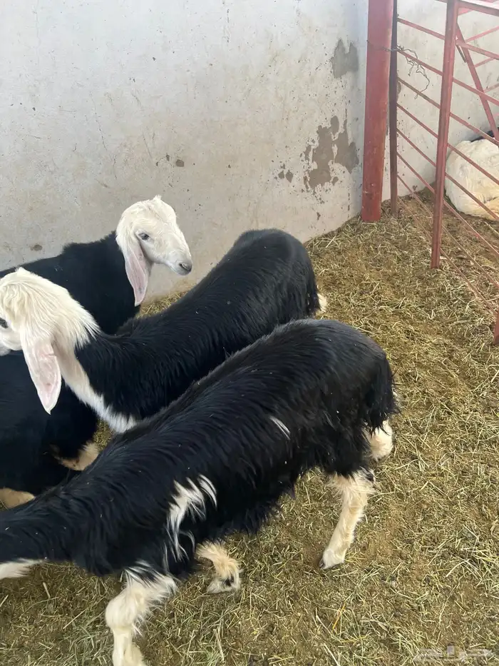 للبيع خرفان ورخال ( تم البيع ) 1