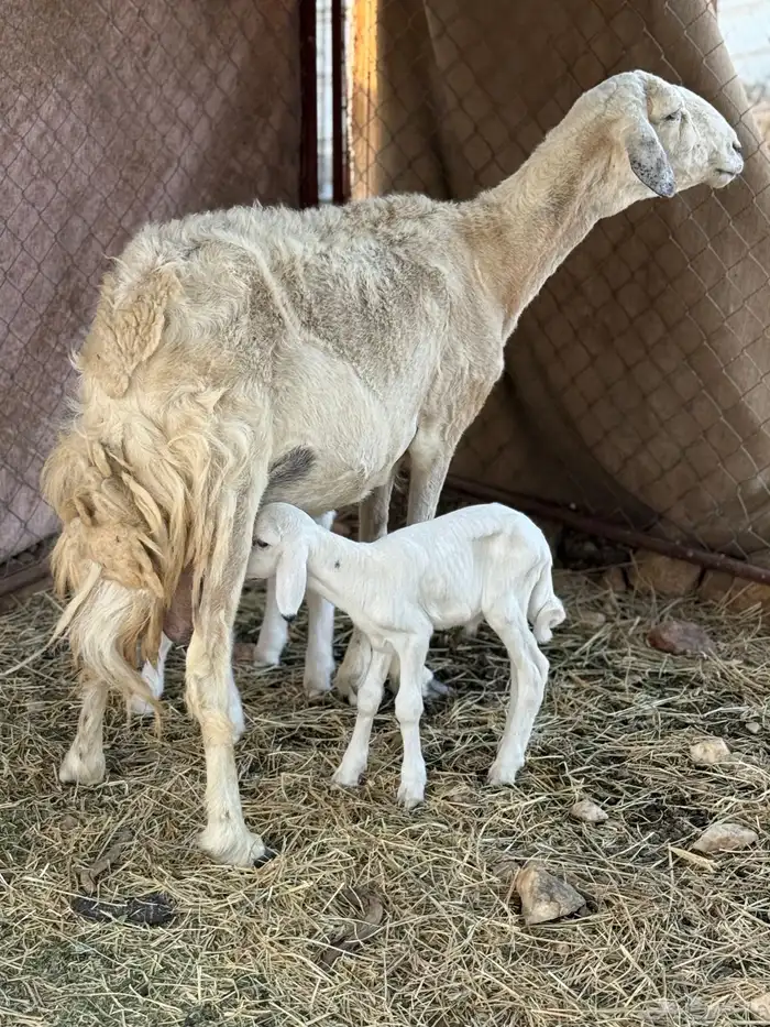 نعجة تحتها 2 ذكور 3