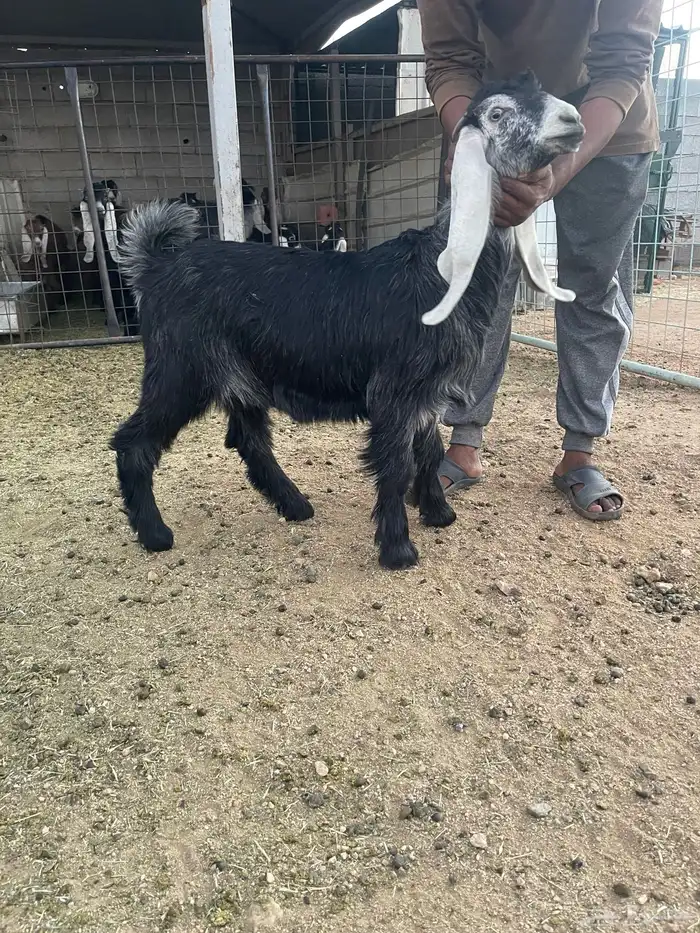 للبيع تيوس وجفار فل شحم 8