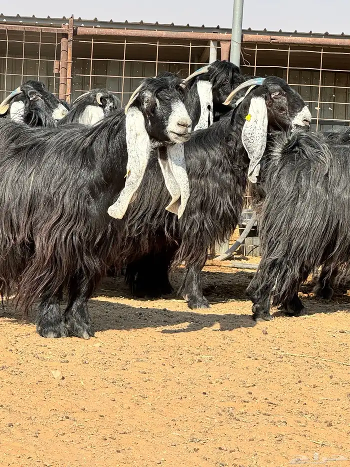 ماعز عوارض صنف الصنف تبارك الرحمن 19