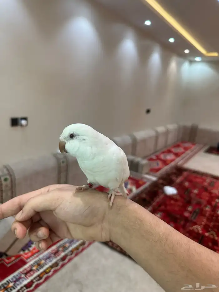 كويكر البينو 0