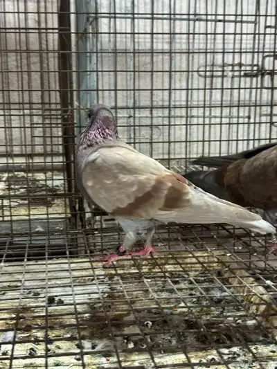 طيور زينه للبيع شاينيز سوداني دمستك index