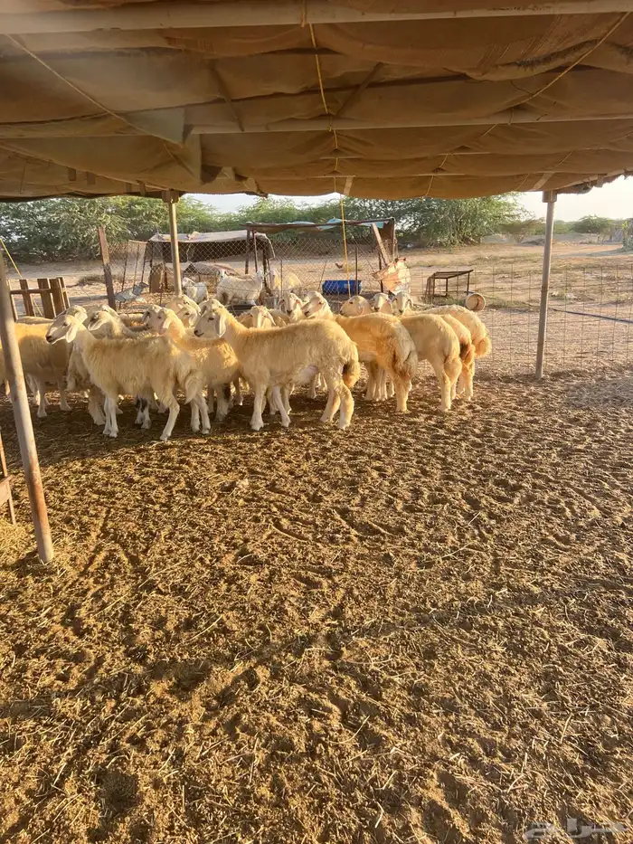 رخال حريات مقاني 2