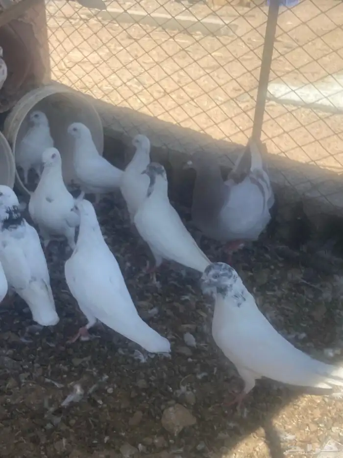 حمام مشكل عدد حول 52 حبه 8