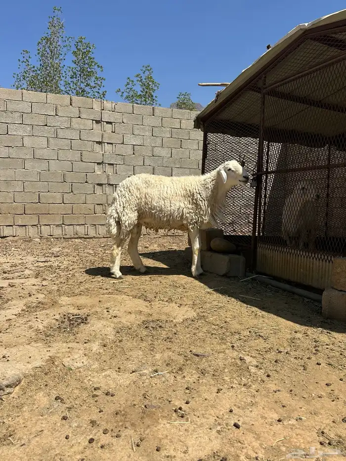 خروف فحل جذع 3