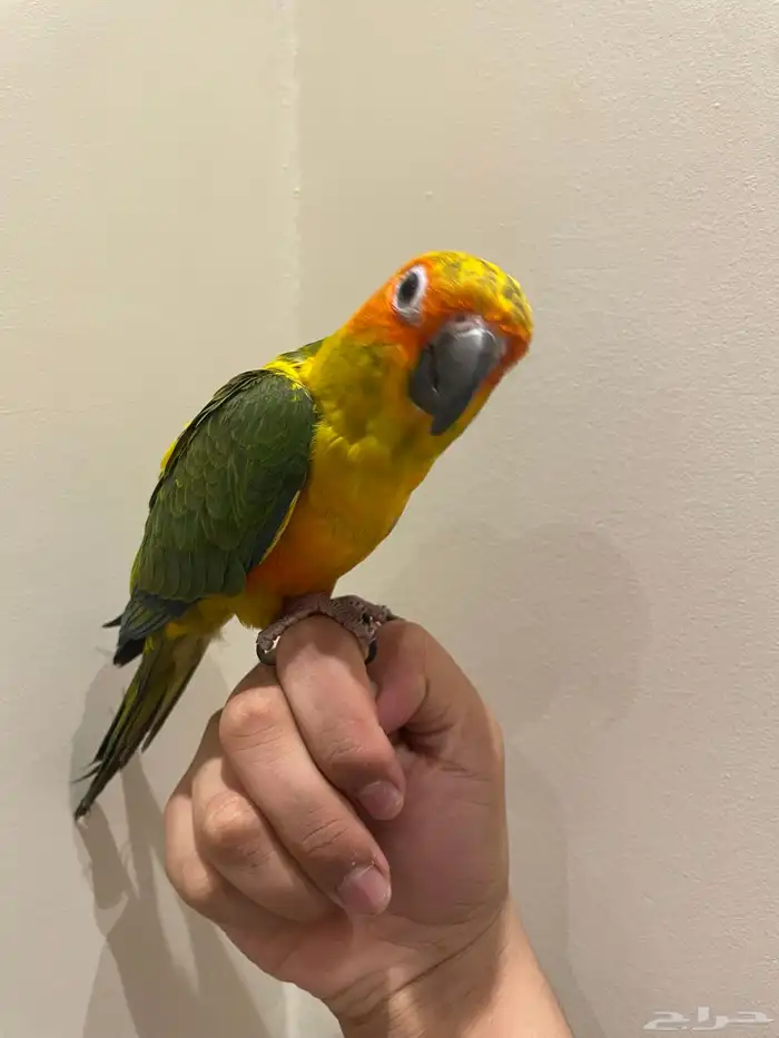 صن كنيور اليف و متكلم 1