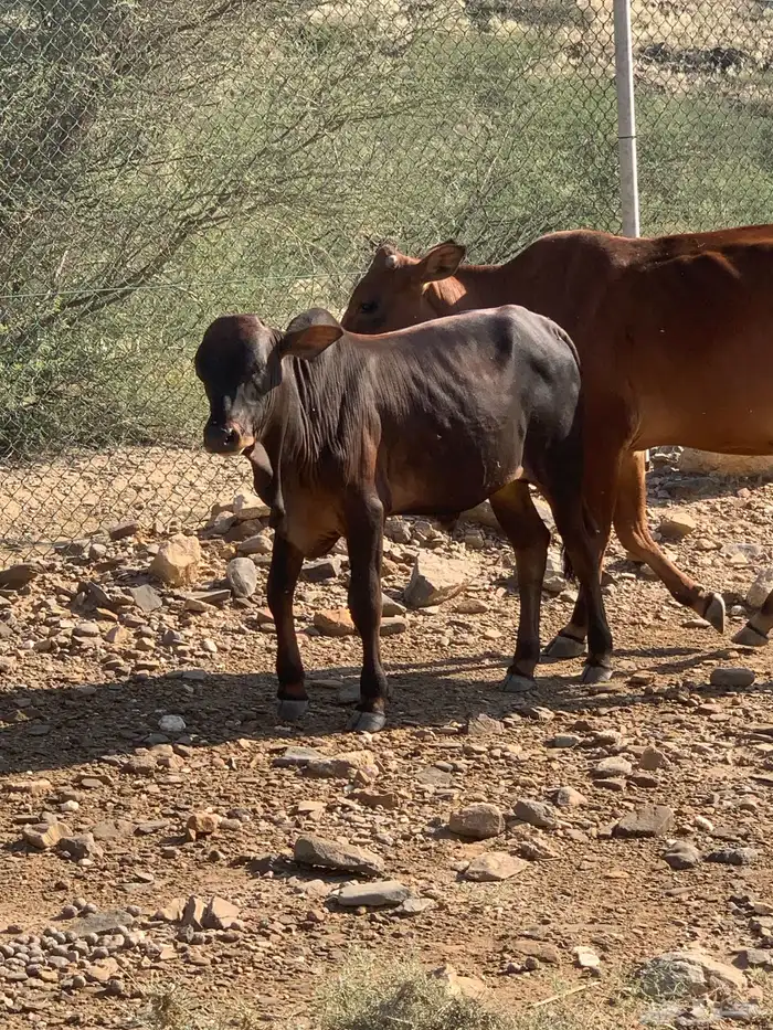 حسلان(تم البيع ) 0