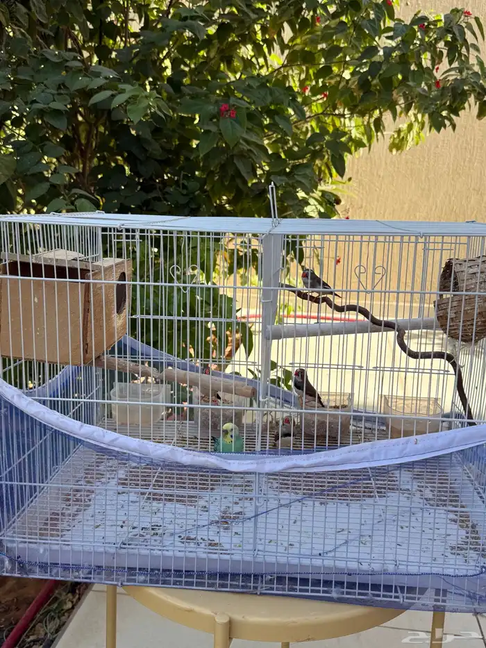 طيور للبيع 2