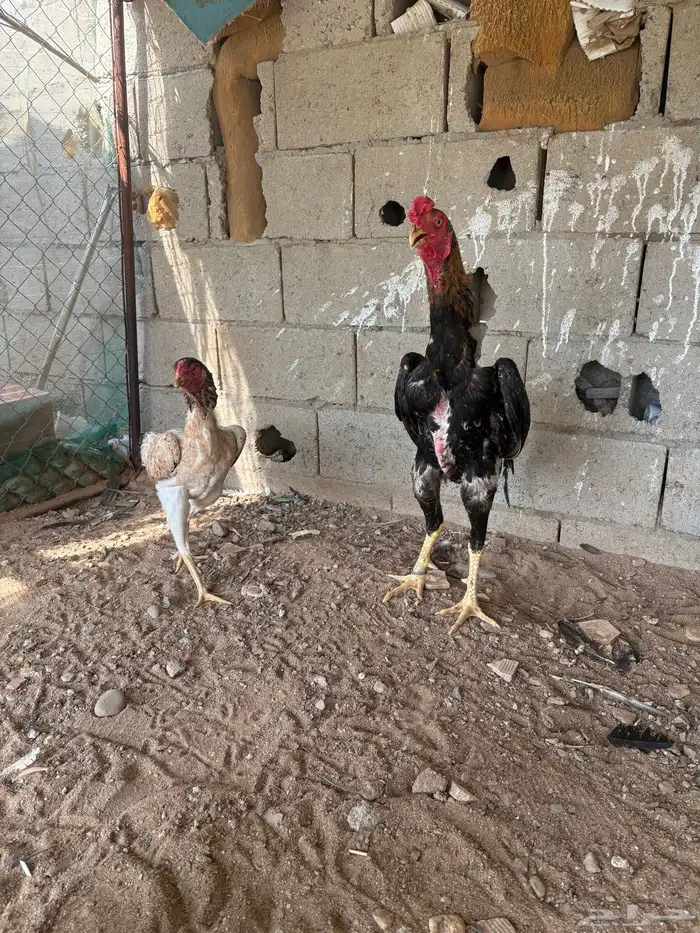 دجاج شامو ياباني 3