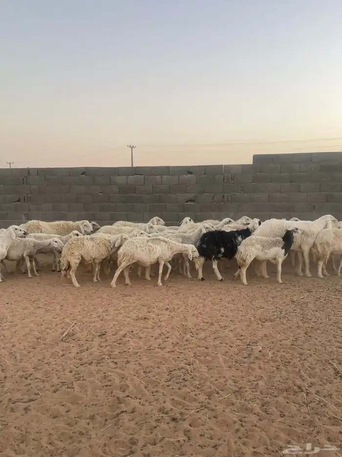 غنم حريه للبيع 7