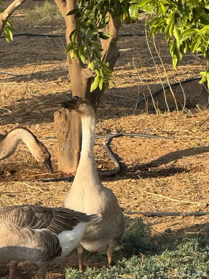 وز عراقي (توصيل مجاني داخل البكيريه) 10