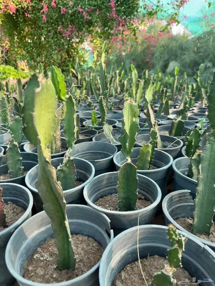 شتلات دراغون فروت فاكهة التنين 2