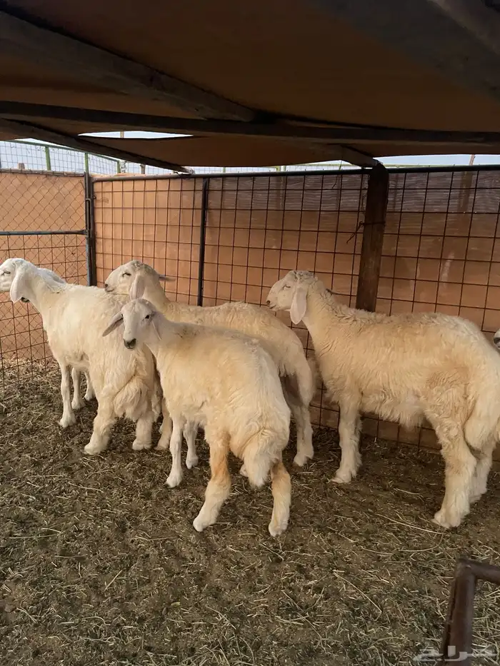 طليان حريه جرم وشحم جبره عدد8 1