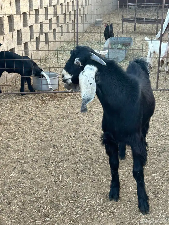 مشروع فحل طيب 2