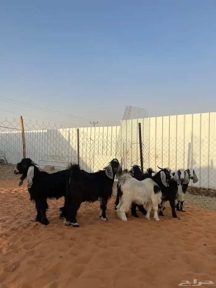 تيوس مخاصي شحم 0