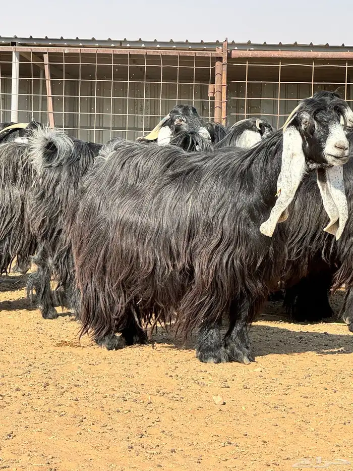 ماعز عوارض صنف الصنف تبارك الرحمن 18