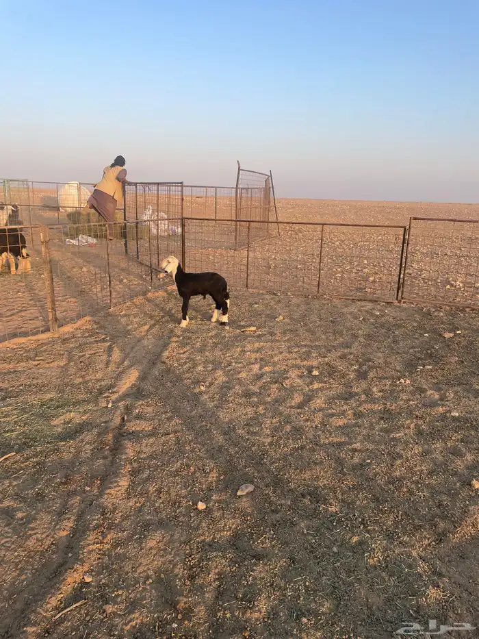 داغور نجدي (( تم البيع )) 0