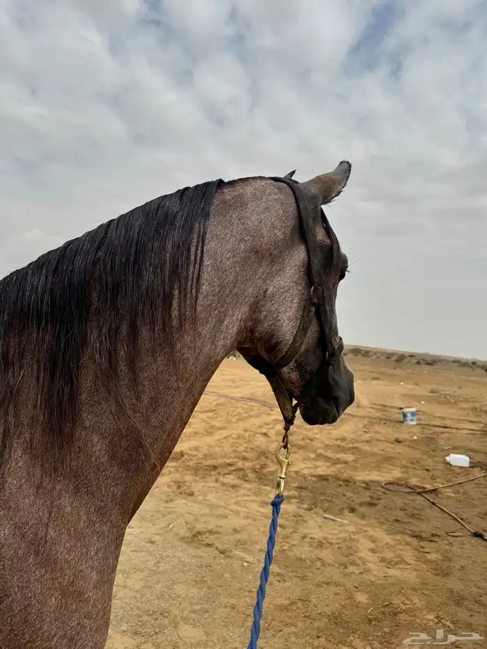 حصان للبيع 4