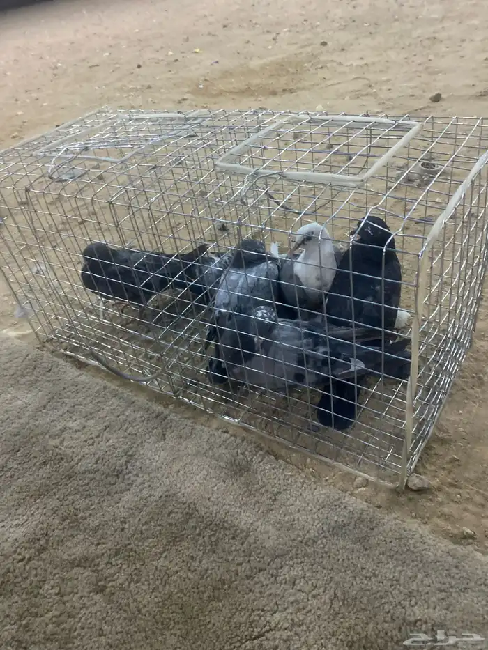 زغاليل حمام 1