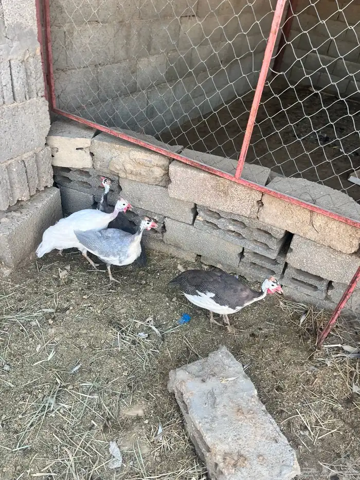 دجاج طقم حبشي تم البيع 3