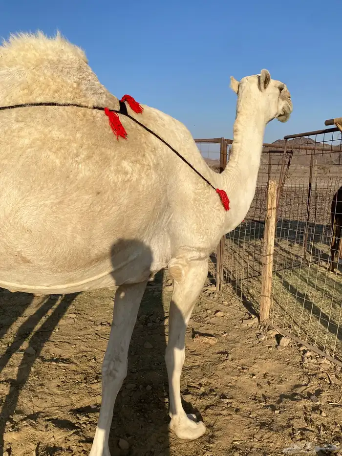 خلفه وضحاء مزيونه ومجموع باللبن ب 11700 يبلاش 5