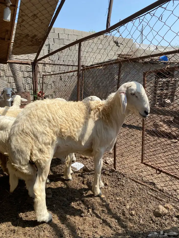 محايل عسير مشروع فحل حري 3