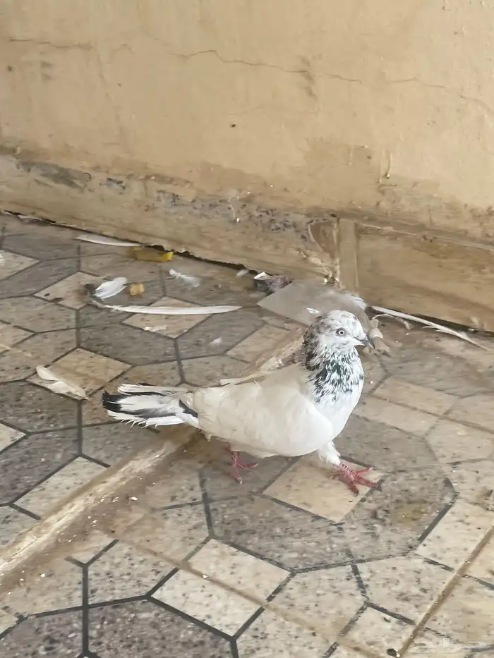 حمام للبيع 0